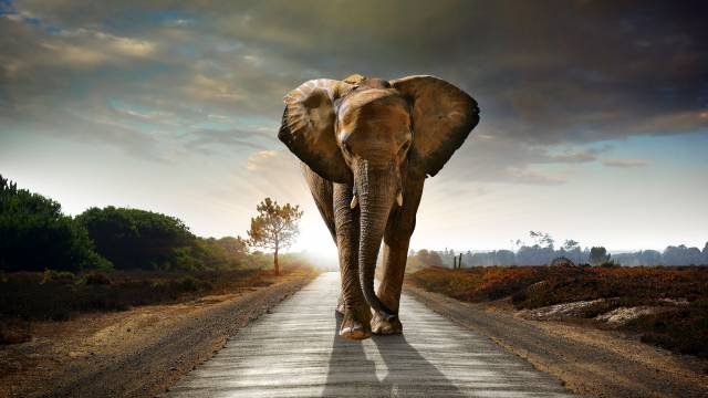 عکس فیل در جاده 1
