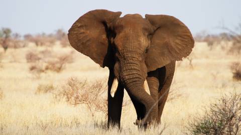 عکس فیل در علفزارهای خشک آفریقا 1