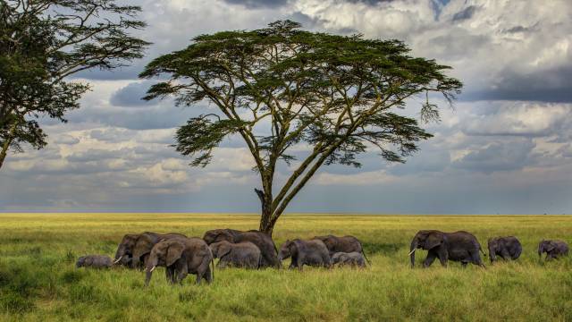 عکس فیل ها در زیر درخت جنگل 1
