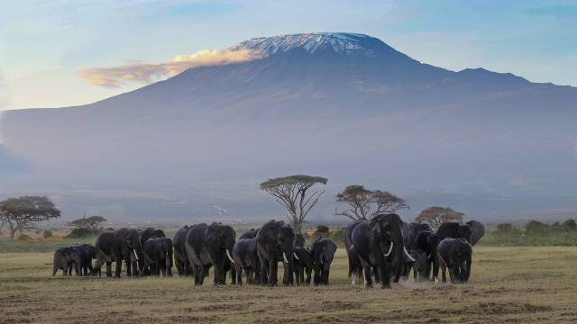 عکس کاروان فیل ها در جنگل آفریقا 1