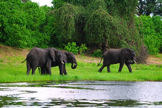 فیل ها در کنار دریاچه و جنگل سبز 1