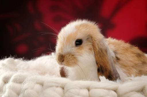 عکس خرگوش کوچولو 1