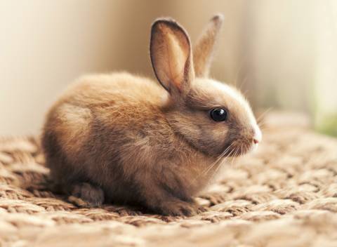 عکس خرگوش قهوه ای 1