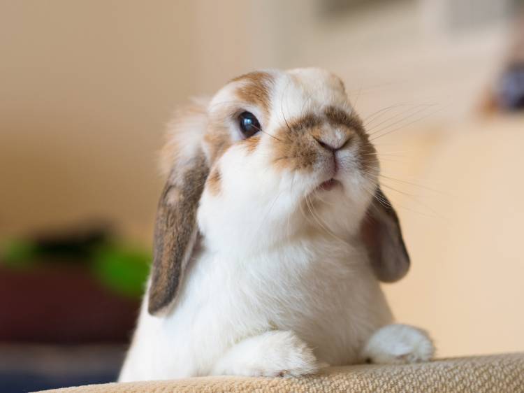 عکس خرگوش خوشگل 1