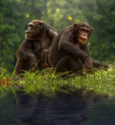 عکس دو میمون نشسته 1
