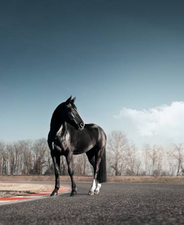 تصویر زمینه عکس اسب سیاه خوش اندام 1