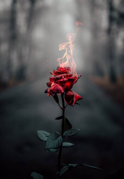 عکس گل رز قرمز و مشکی آتشی 1