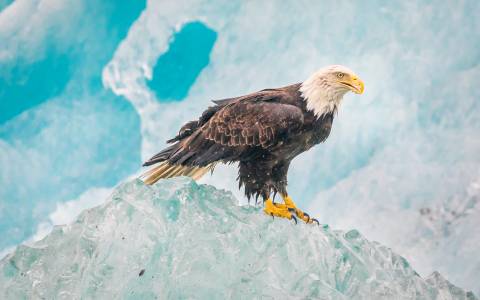 عکس عقاب در یخبندان 1