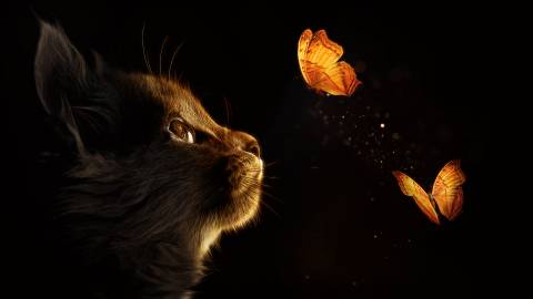 نقاشی گربه و پروانه 1