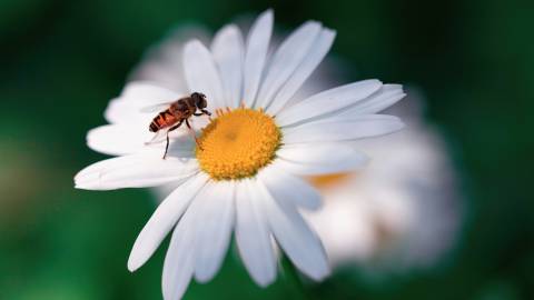 عکس زنبور روی گل 1