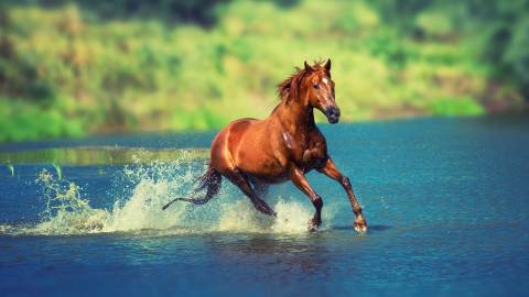 عکس اسب در دریاچه یا رودخانه 1